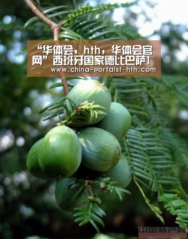 “华体会,hth,华体会官网”西班牙国家德比巴萨1-0皇马领先12分 梅西水爷冲突顶牛(图2) 华体会,hth,华体会官网